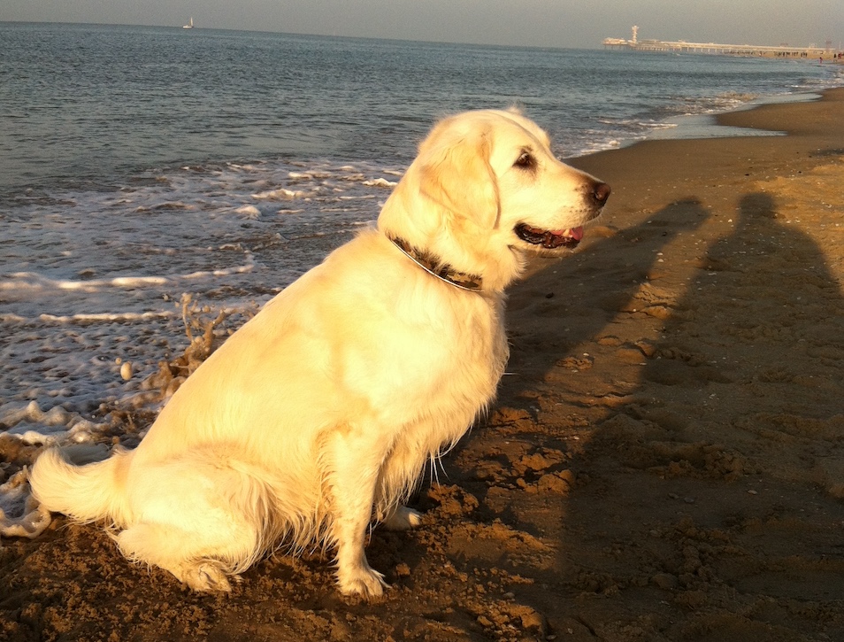2011 11 13 hayley scheveningen strand