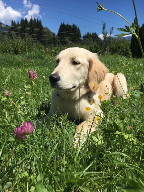 2017 07 31 luna in gras