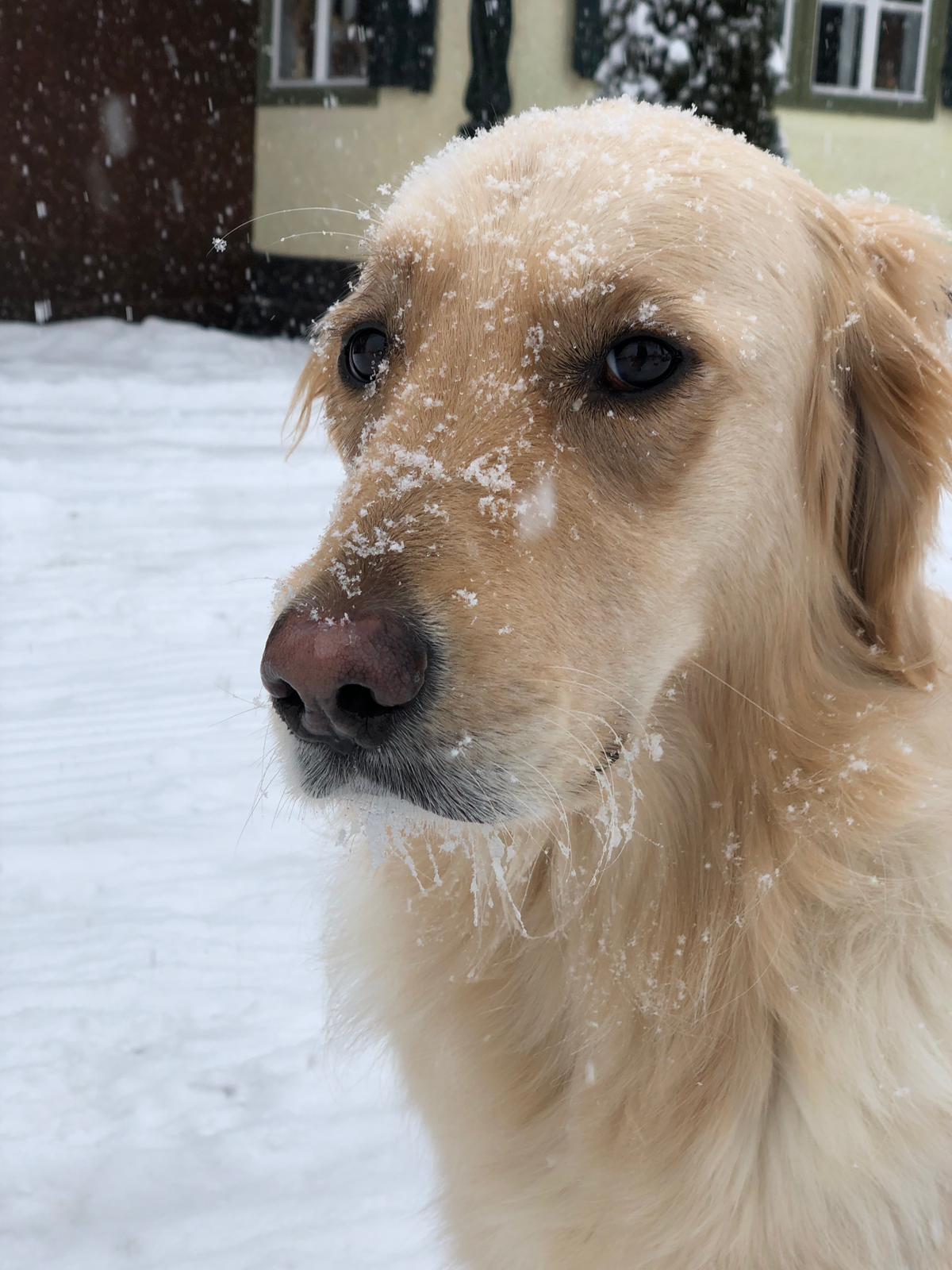 2019 01 26 luna sneeuw