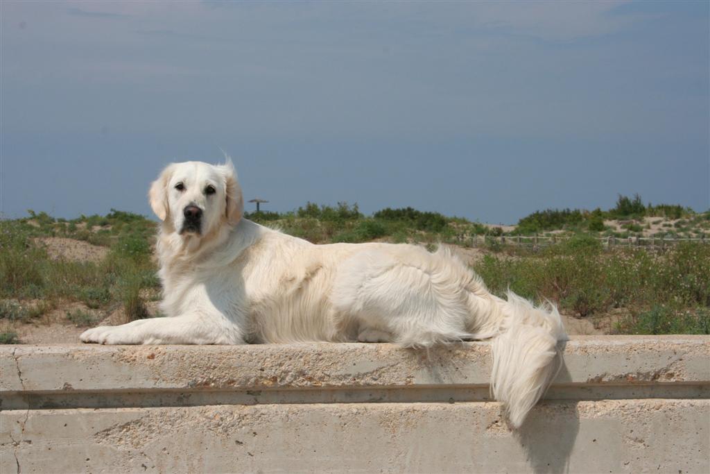 IMG 13000003 ampolla villa alena golden retriever hayley aorzelse hoeve