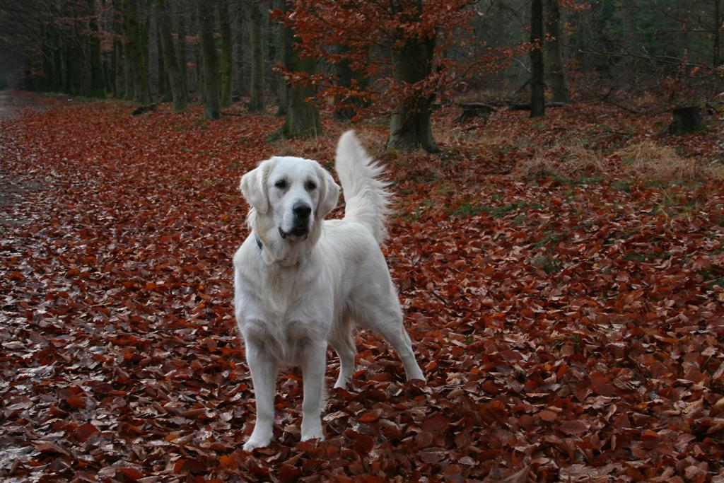 IMG 4814 (Large)