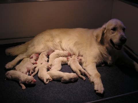pups2 07 09 2005